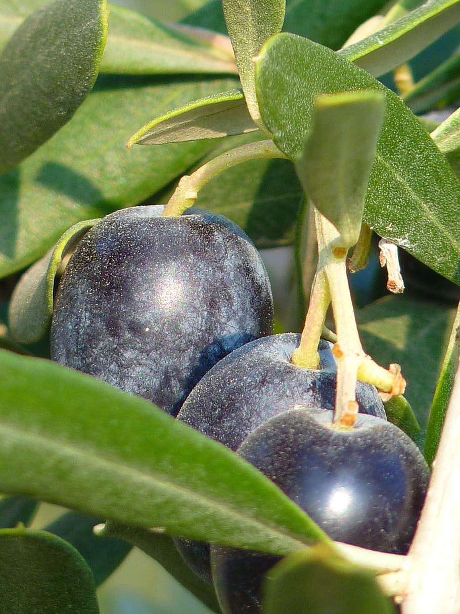 olives, fruit, olive tree, oelfrucht, olive branch, nature, HD wallpaper