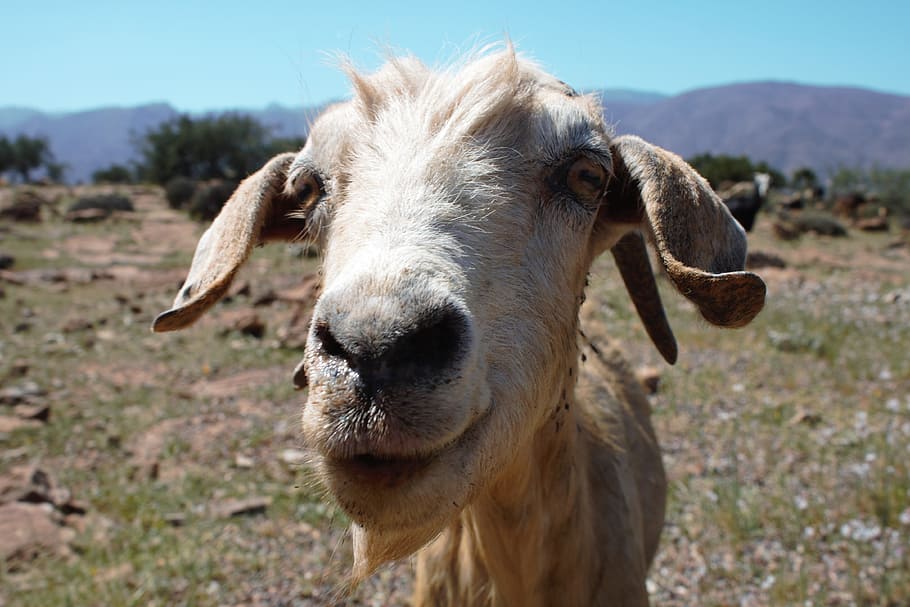 goat, hello, greeting, interest, curiosity, mammal, livestock HD wallpaper