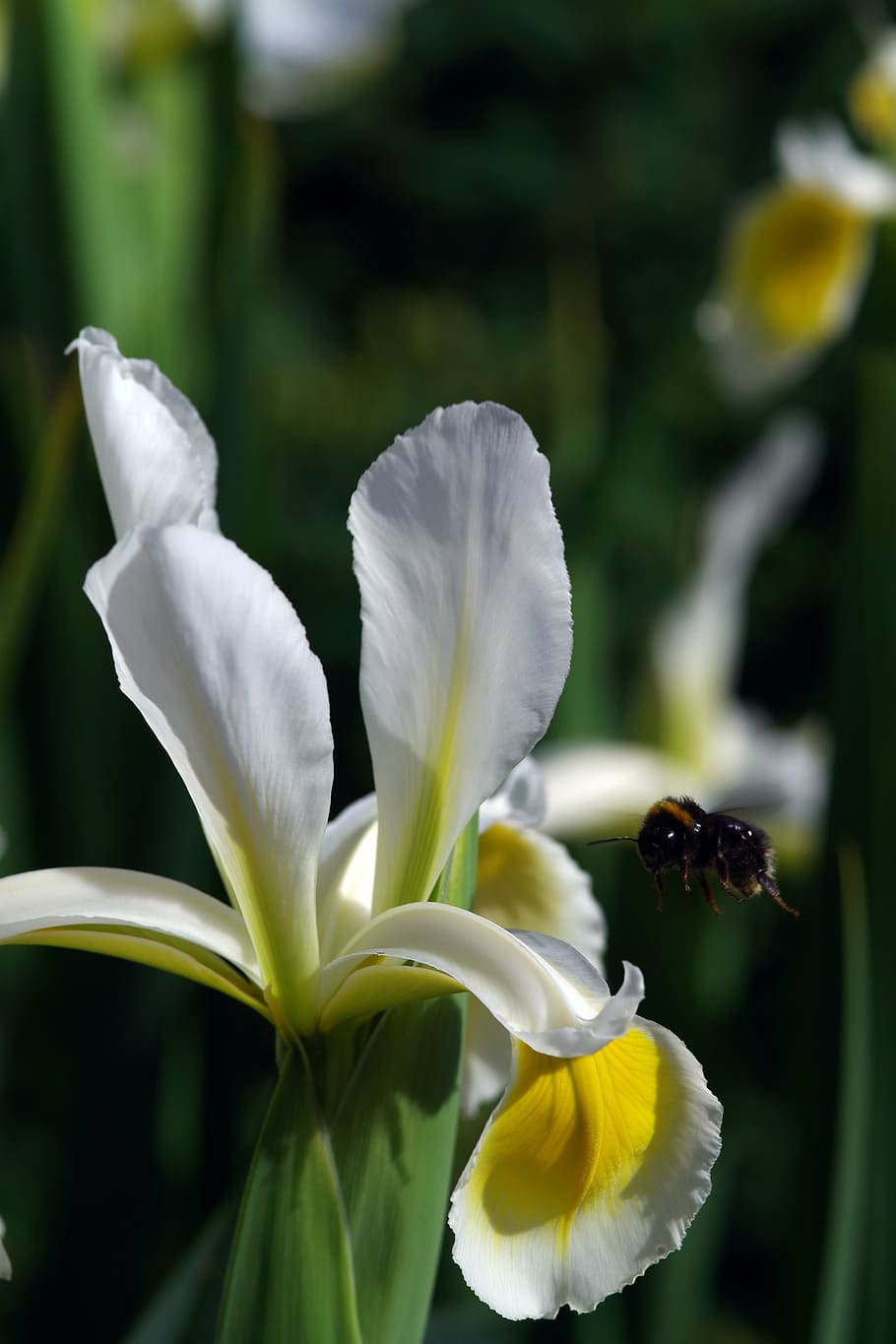 iris, bee, flower, white, garden, outdoors, bumble, insect