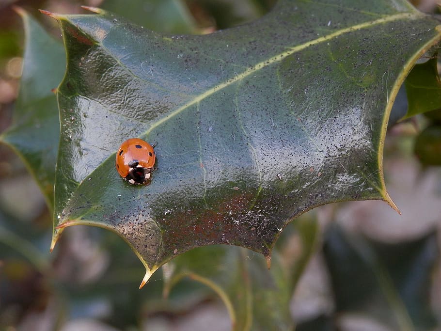 ladybug, holly, leaf, invertebrate, insect, animals in the wild HD wallpaper