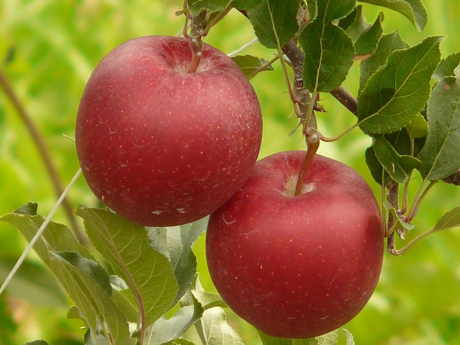 apple, fruit, eat, nature, healthy, red, plantation, food and drink HD wallpaper