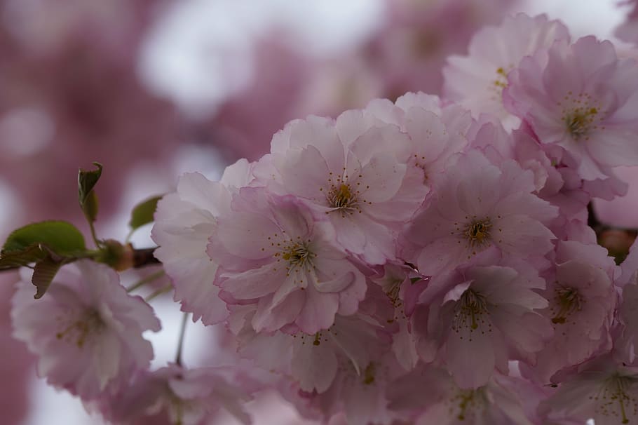 selective focus photography of pink-and-white petaled flowers at daytime HD wallpaper