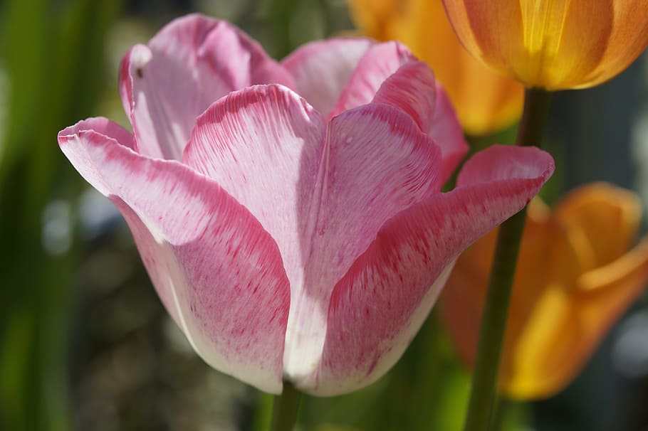 tulip, flower, pink, spring, garden, flower garden, macro, sunny HD wallpaper