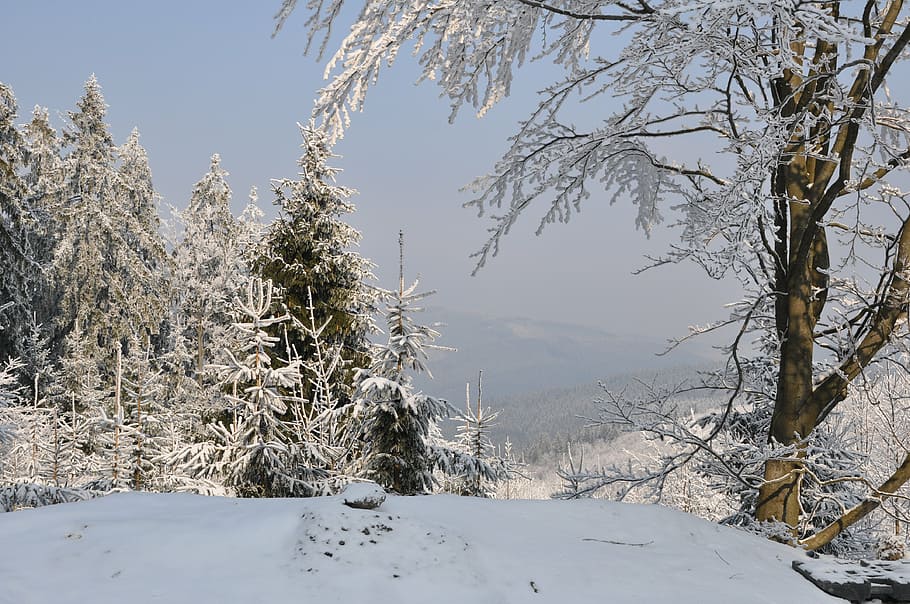 winter, snow, mountains, tree, landscape, view, czech republic HD wallpaper