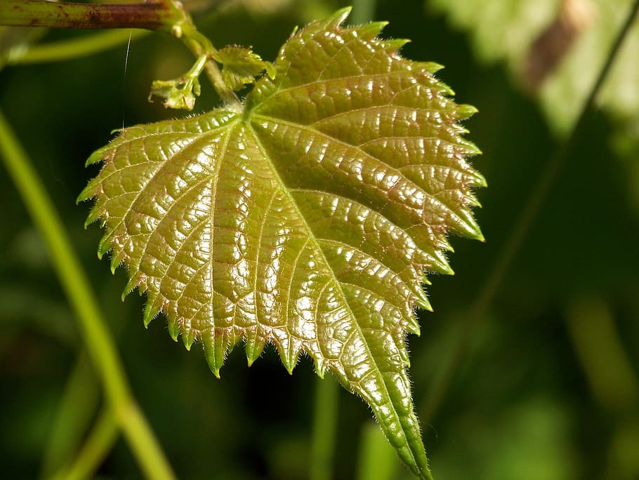 Leaf, Growth, Small, green, new, growing, tiny, foliage, buds HD wallpaper