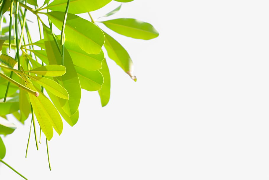 leaf, plant, isolate, nature, green, natural, foliage, fresh HD wallpaper