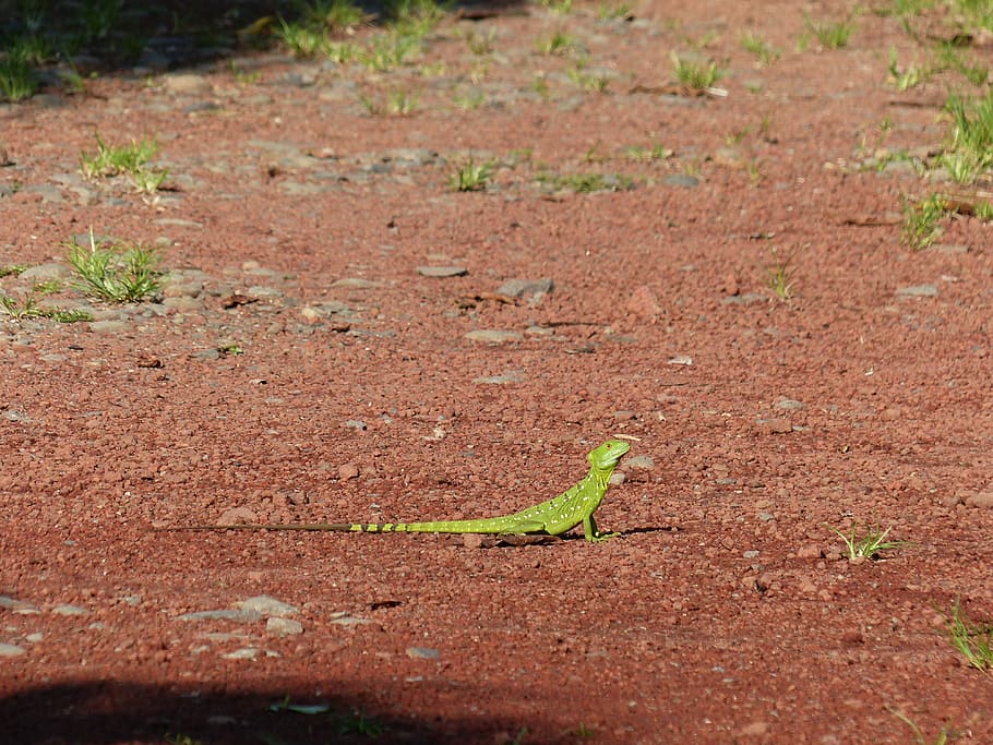 basilisk, lizard, green, reptile, scale, animal, nature, animal world HD wallpaper