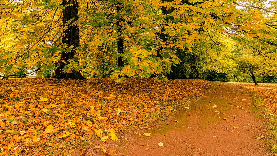 path, fall, autumn, autumn colours, fall colors, leaves, trees HD wallpaper