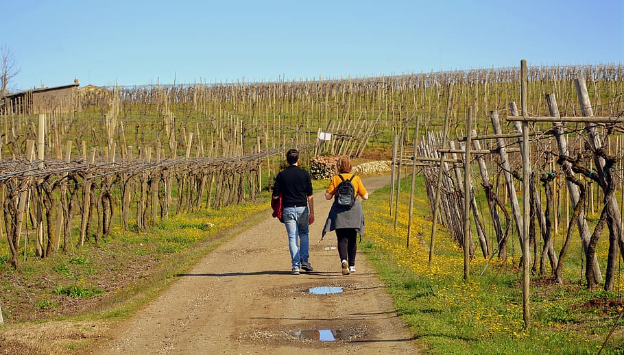 walk, excursion, vineyard, nature, landscape, rear view, full length HD wallpaper