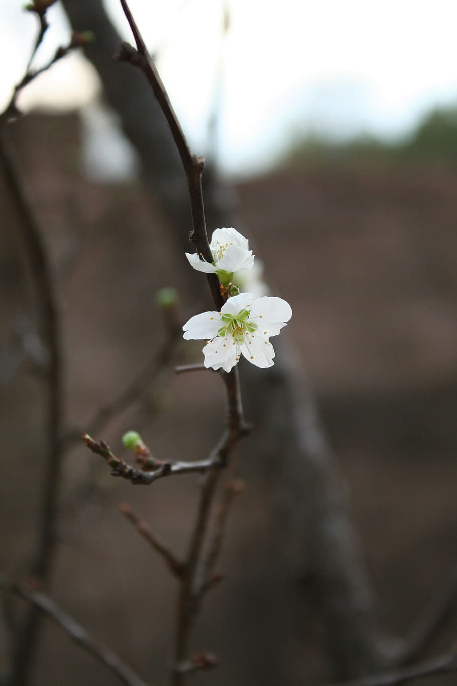 nature, white blossom, brown tree, spring, macro, branch, flora HD wallpaper