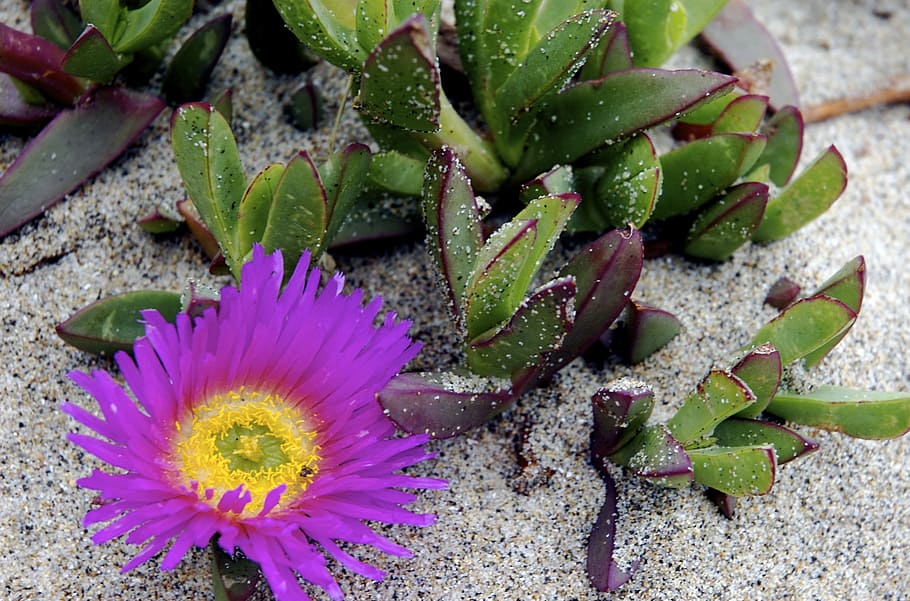 succulent, plant, beach, sand, blossom, purple, lilac, growth HD wallpaper