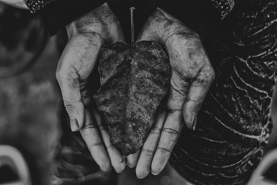 grayscale photo of human palm with leaf, grayscale photo of person holding leaf HD wallpaper