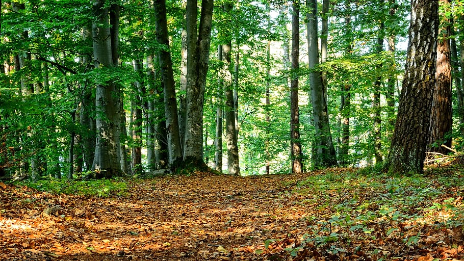 green forest during daytime, Mixed Forest, autumn, silent, nature HD wallpaper