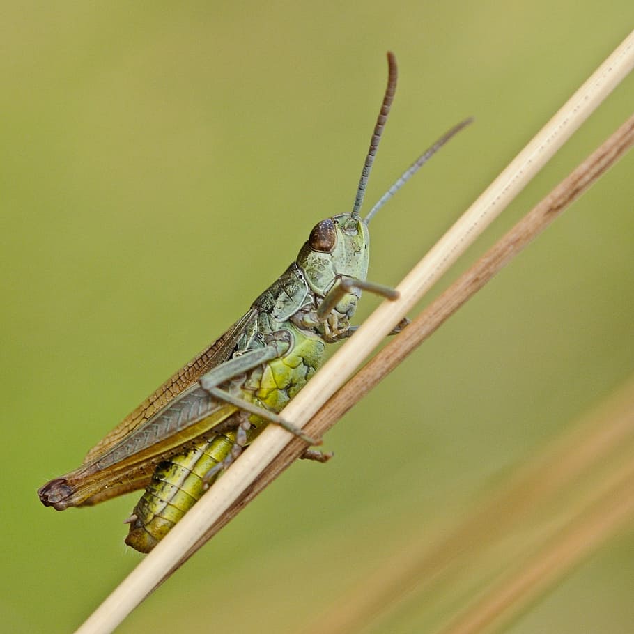 desert locust, insect, macro, nature, animal, grasshopper, wildlife HD wallpaper