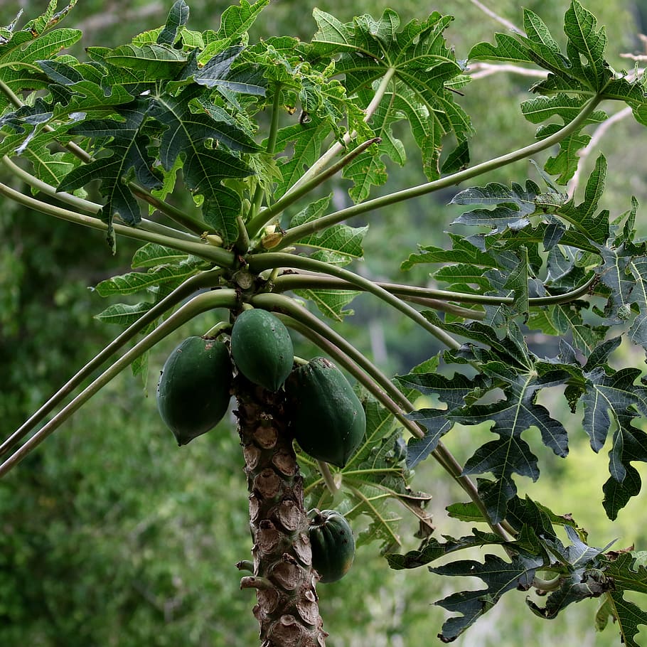 papaya, fruit, cuba, tree, tropical, natural, healthy, sweet HD wallpaper