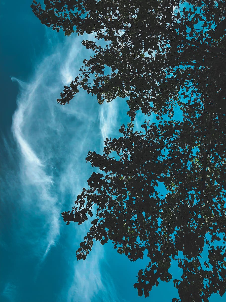 sky, clouds, blue, weather, summer, atmosphere, tree, plant HD wallpaper