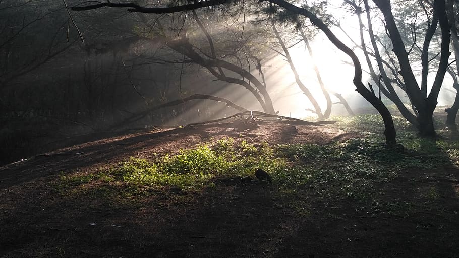 light, pierce, the tree, plant, land, beauty in nature, tranquility HD wallpaper