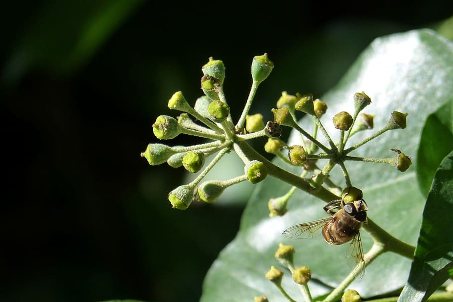 Bloom ivy Plectranthus
