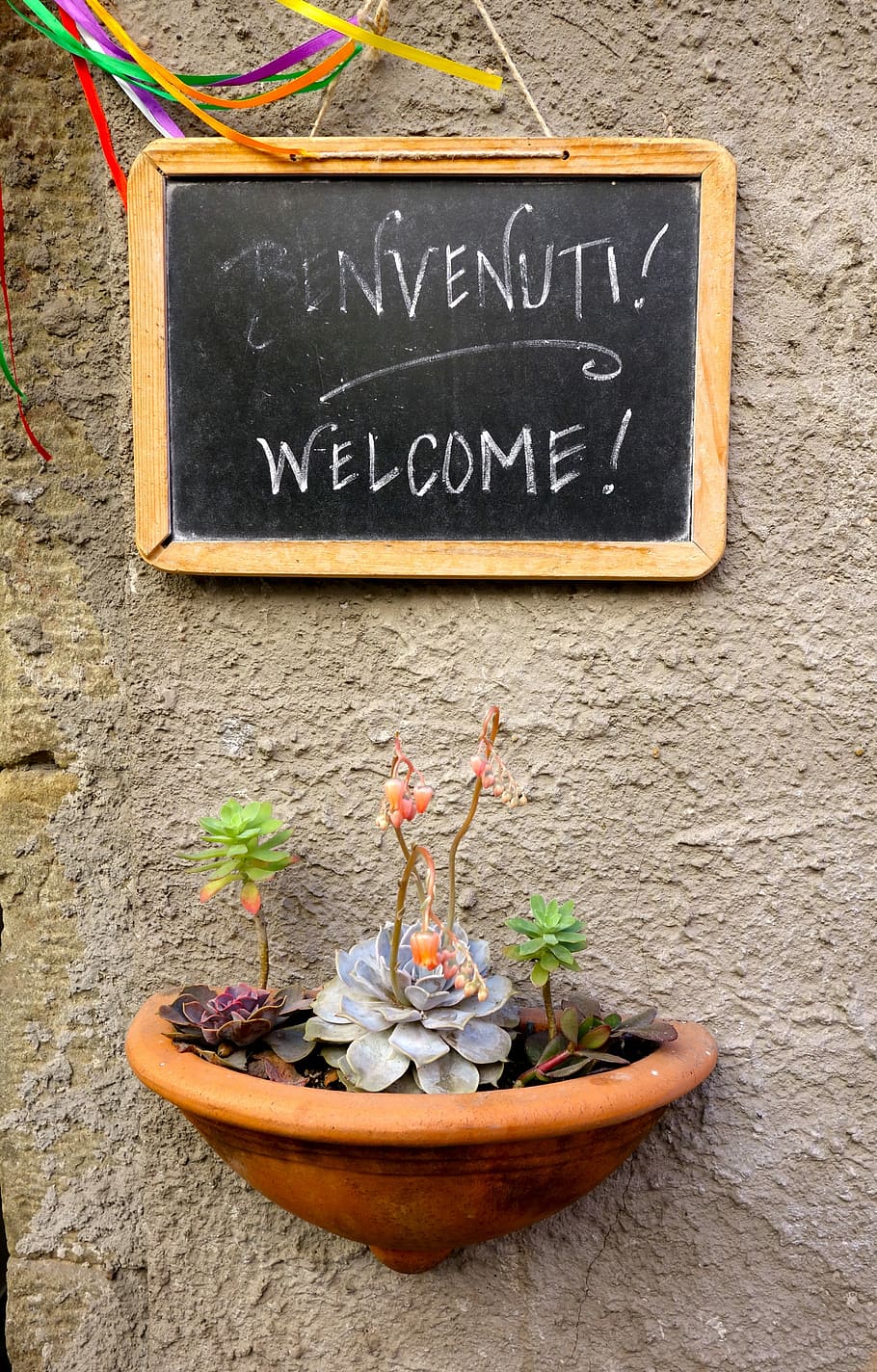 Board, Chalk, Wall, Font, black, planting tray, succulents HD wallpaper