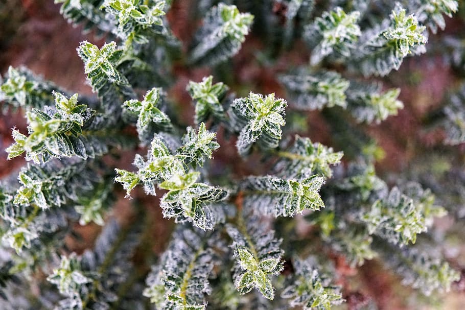 Tree, Winter, Nature, Christmas, green, ice, frost, snow, forest HD wallpaper