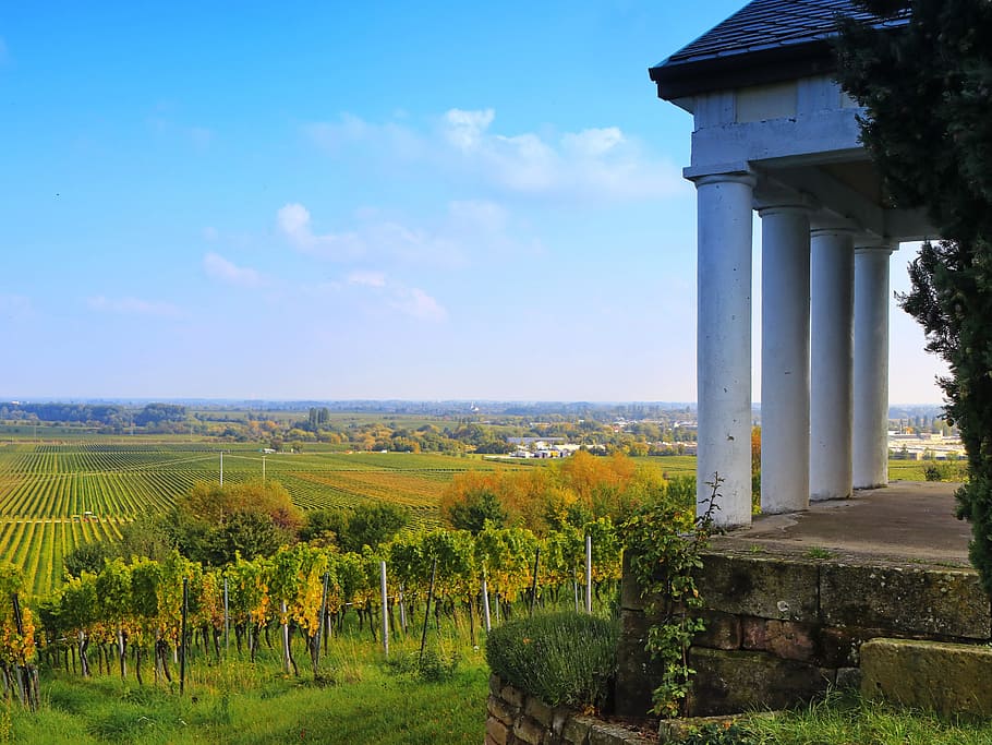 vineyard, landscape, autumn, winegrowing, bright, clouds, wine growing area, HD wallpaper