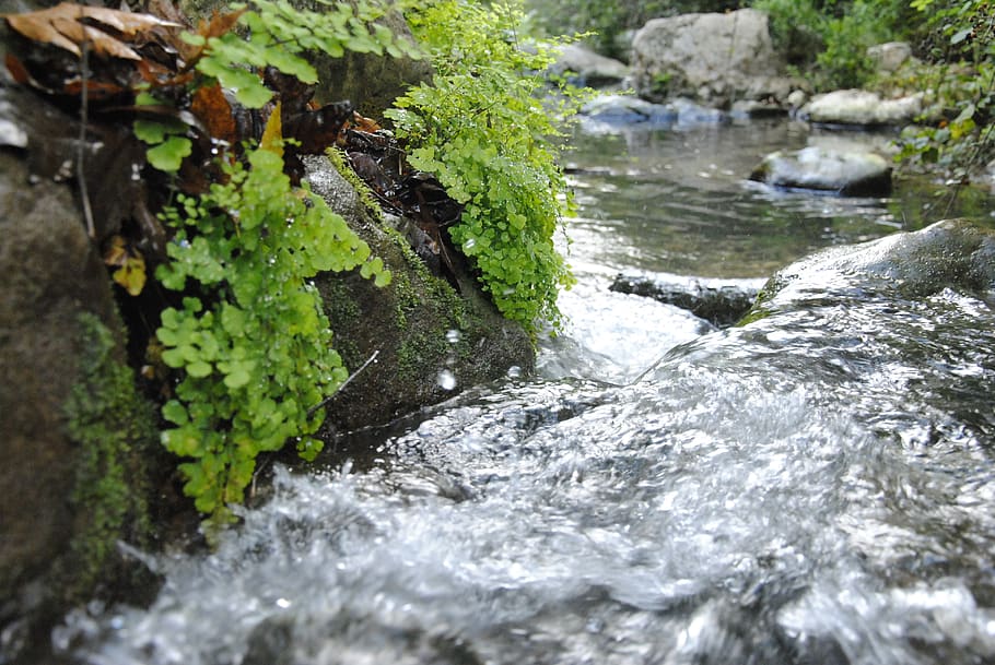 galilee, water, mountain, plant, nature, no people, moss, growth HD wallpaper