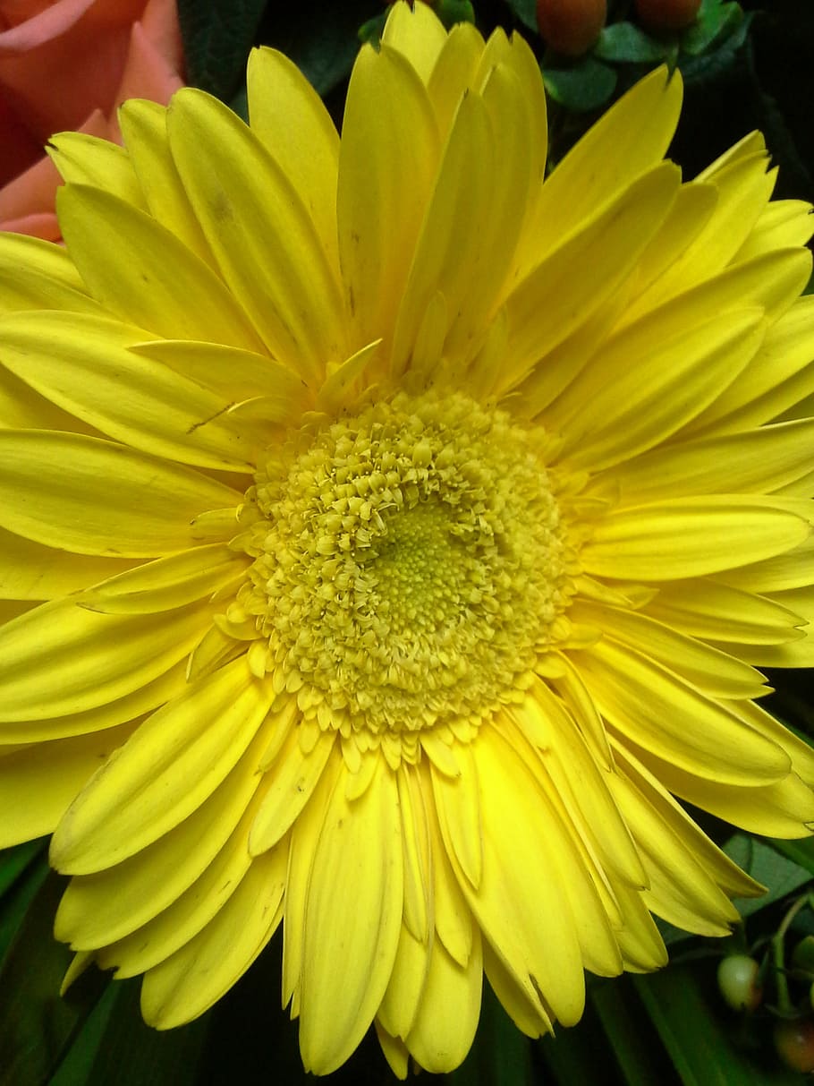daisy, plant, spring, flora, nature, yellow, flowering plant HD wallpaper