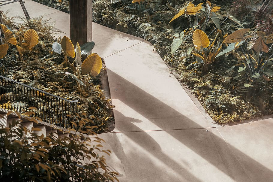 brown leaf plants in between white pavement, gray concrete pathway between brown taro plants at daytime HD wallpaper