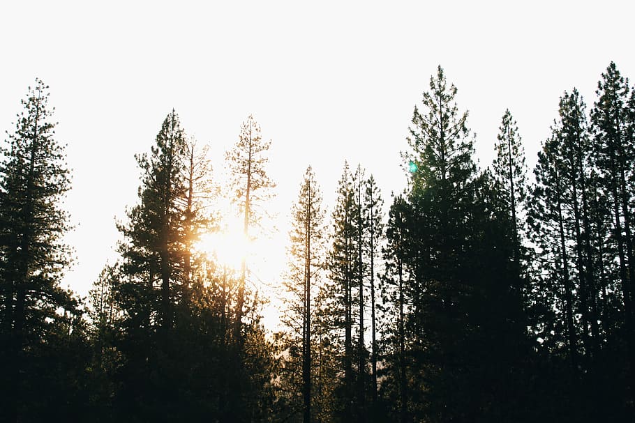 silhouette of trees at daytime, low angle photography of pine tree HD wallpaper