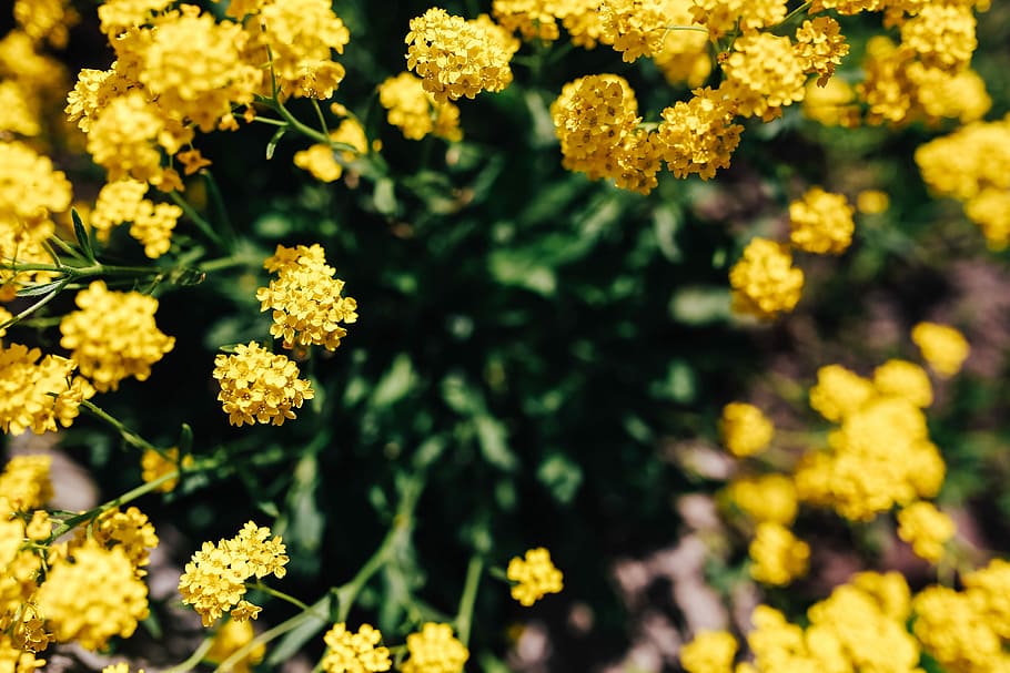 Small yellow flowers, summer, flora, nature, bloom, blooming, HD wallpaper