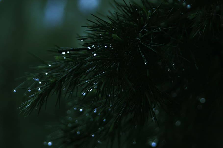nature, dark, blur, leaves, close-up, conifer, depth of field HD wallpaper