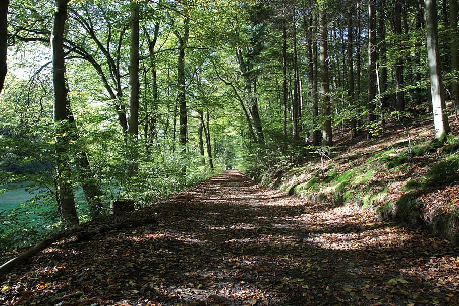 forest path, autumn, oak, nature, trees, fall leaves, mood HD wallpaper
