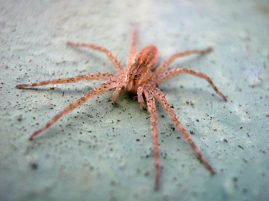 spider, macro, arthropod, animal, animal themes, arachnid, one animal HD wallpaper