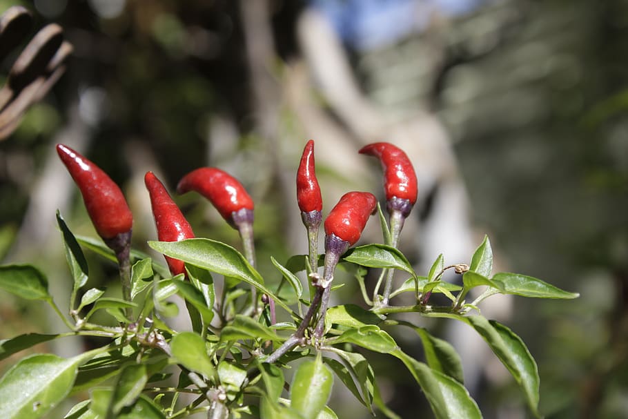 pepper, nature, protection, red, growth, plant, food and drink HD wallpaper
