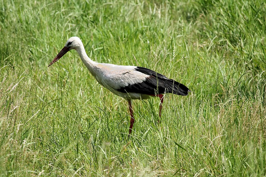 stork, meadow, bird, eastern, foraging, animal, animal themes HD wallpaper