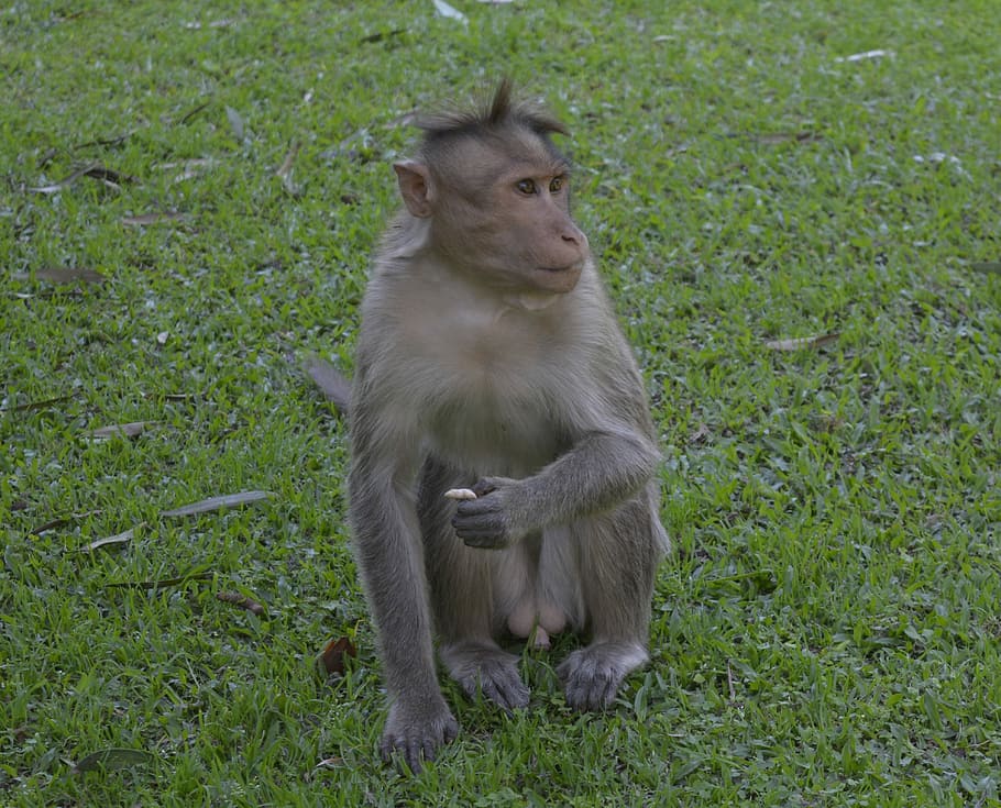 monkey, nature, grass, eating, garden, wildlife, animal, primate HD wallpaper