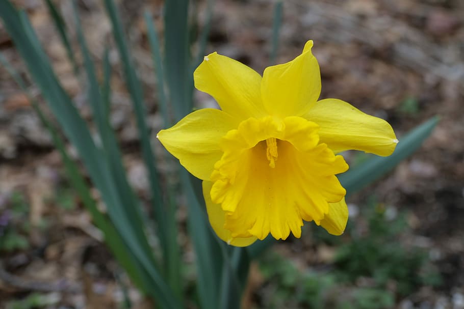 daffodil, yellow, spring, nature, flora, flower, leaf, season HD wallpaper