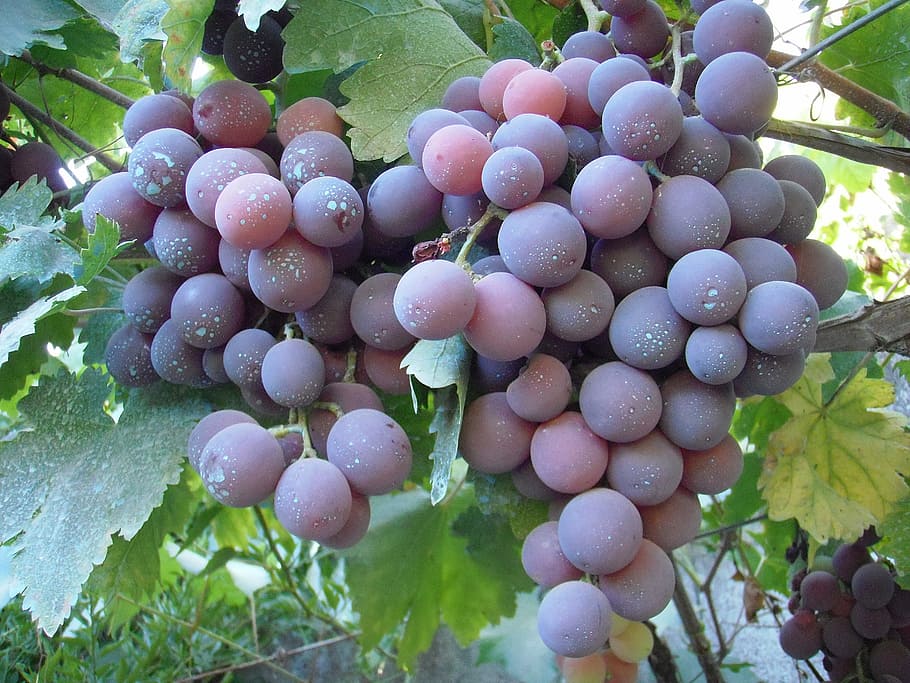 grape, cardinal, table grapes, cluster, galicia, rias baixas HD wallpaper