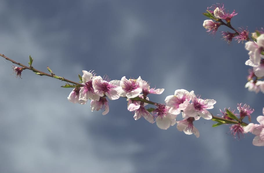 Blossom, Tree, Tree, Spring, Springtime, season, nature, plant HD wallpaper
