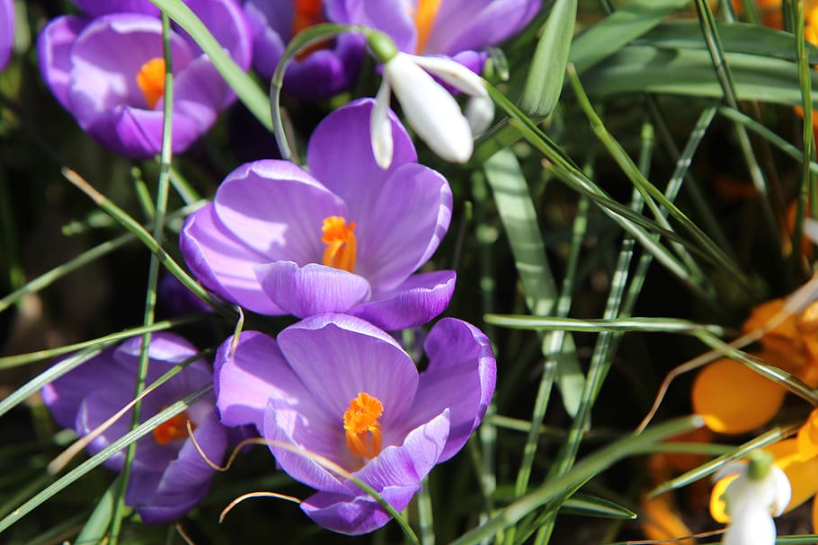 crocus, flowers, flowering plant, petal, vulnerability, beauty in nature HD wallpaper