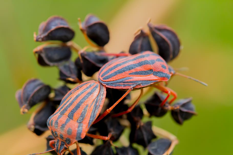 bug, insect, coupling, close-up, focus on foreground, plant HD wallpaper