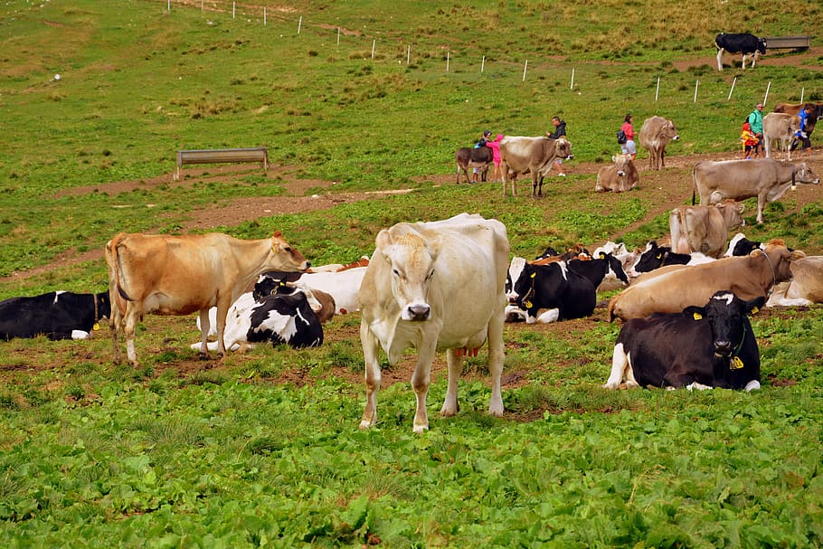 cow, prato, mountain, pasture, animals, cows, livestock, domestic animals HD wallpaper