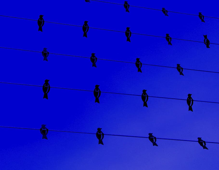Birds, Wire, Fly, Wings, Feather, blue, wildlife, beak, dom HD wallpaper