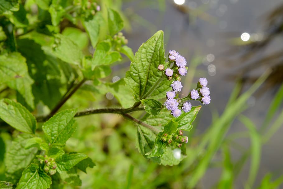 ageratum ageratum, trees, flowers, five spices, plant, flowering plant HD wallpaper