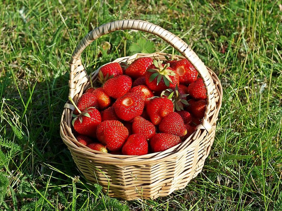 red strawberries in beige wicker basket, plant, nature, live HD wallpaper