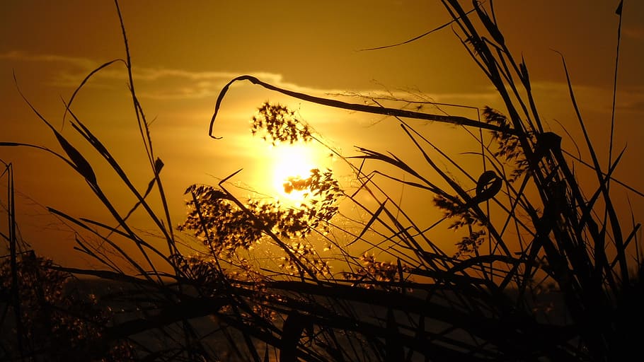 sunset, afternoon, beach, sky, beauty in nature, plant, growth HD wallpaper