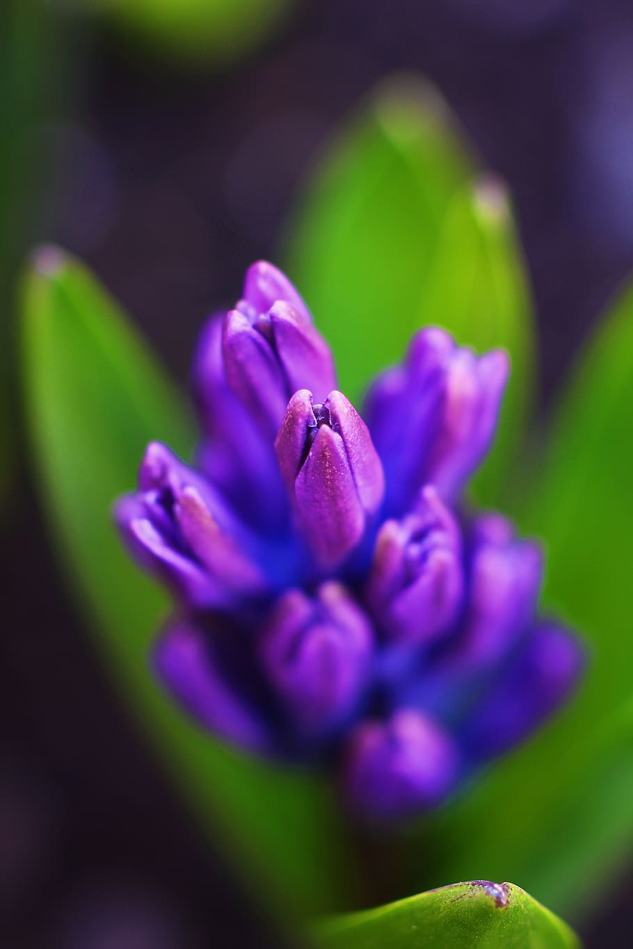 nature, flower, flora, garden, leaf, easter, floral, blooming HD wallpaper