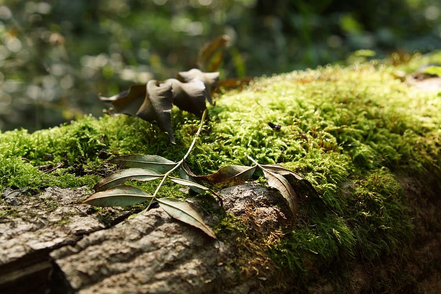 moss, leaf, tree, forest, log, growth, plant, vegetable, nature HD wallpaper