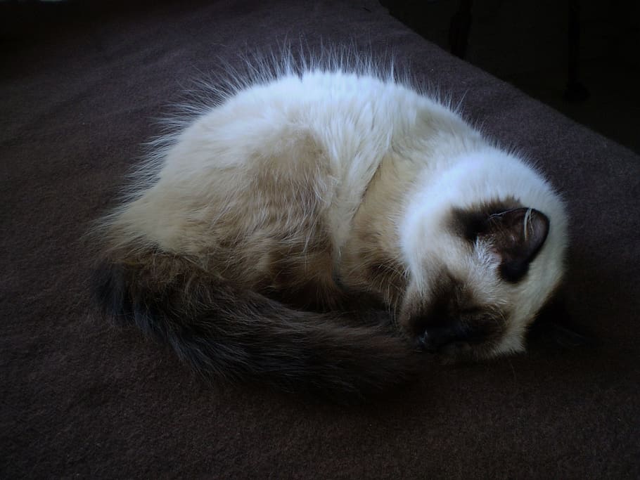 cat, pet, sleeping, rest, animal, mammal, animal themes, domestic HD wallpaper