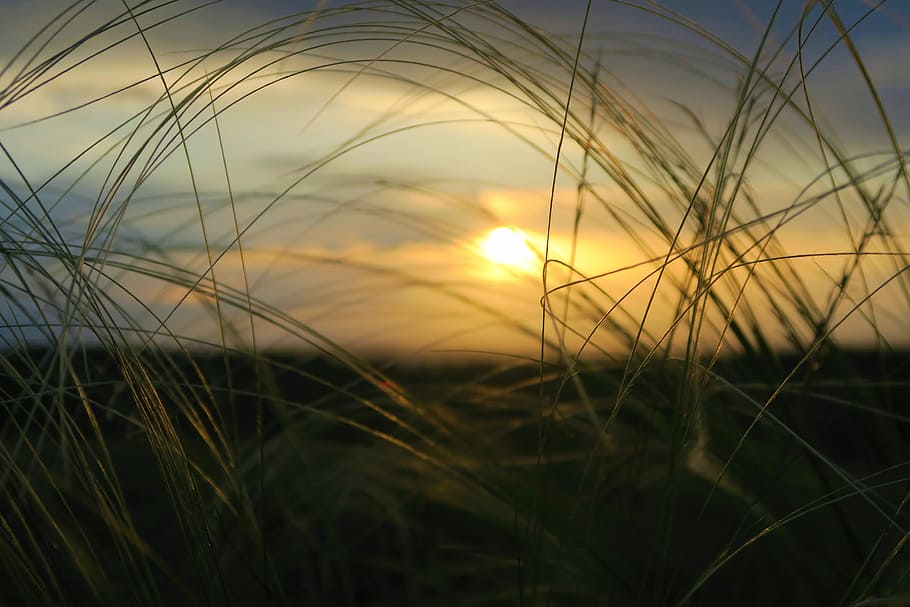 open field during golden hour, sunset, solar, horizon, cloud HD wallpaper